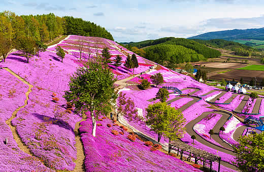 ひがしもこと芝桜公園
