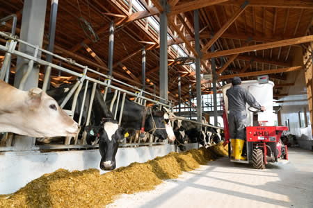 作業風景-エサやり