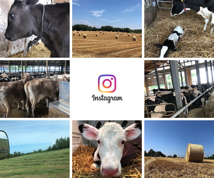 インスタグラム